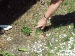 Thumb_DCP_0939.jpg 14.8K