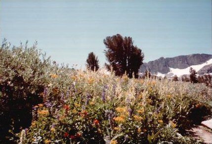 24-FlowersSnow.jpg 39.7K