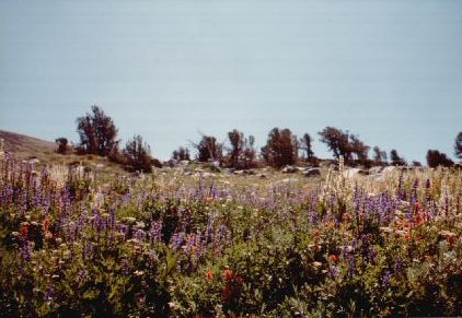 25-Flowers.jpg 36.8K