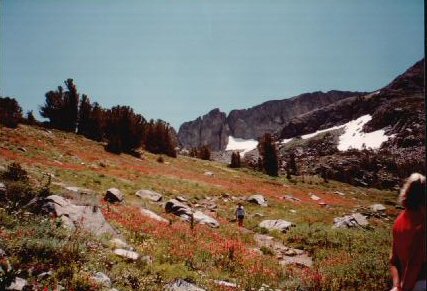 27-WildFlowers.jpg 36.0K