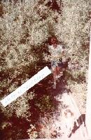 Thumb_15-PathToCabin.jpg 10.9K