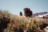 Thumb_24-FlowersSnow.jpg 7.6K