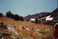 Thumb_27-WildFlowers.jpg 6.8K