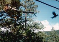 Thumb_12-DeckJay.jpg 9.6K