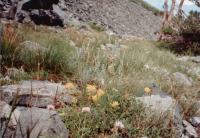 Thumb_88-102-CathedralBowl-Flowers-01.jpg 8.5K