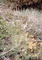 Thumb_88-106-CathedralBowlFlowers-02.jpg 9.9K