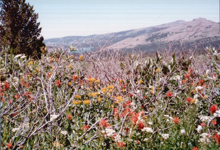 89-072-FieldOfFlowers.jpg 176.3K