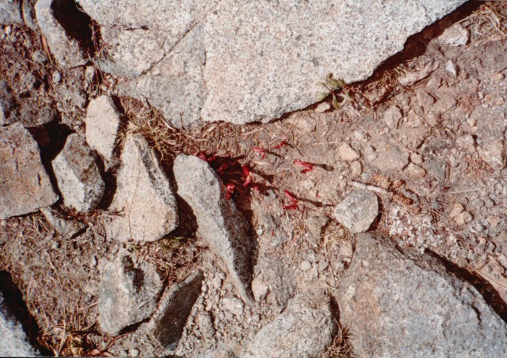 89-074-SnowFlowers.jpg 166.6K