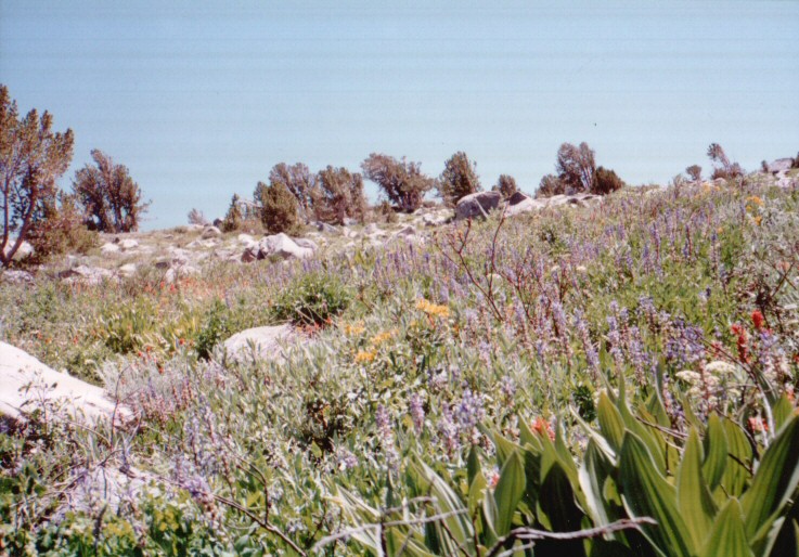 89-086-Flowers.jpg 141.1K