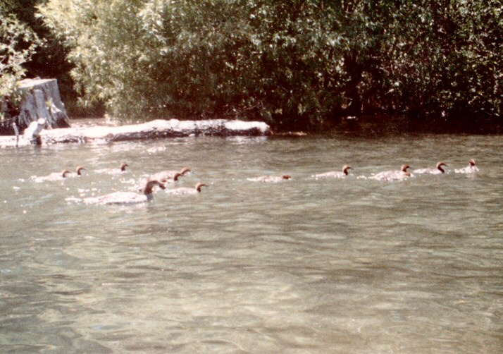 89-134-SwimmingDucks.jpg 120.2K