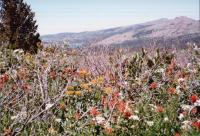 Thumb_89-072-FieldOfFlowers.jpg 9.5K