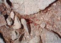 Thumb_89-074-SnowFlowers.jpg 9.5K