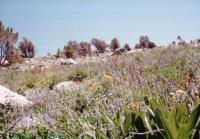 Thumb_89-086-Flowers.jpg 7.9K