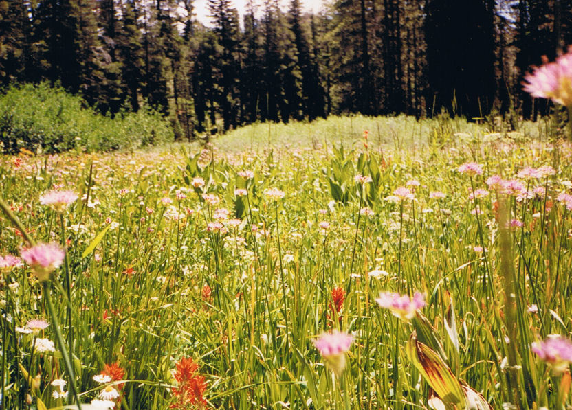 9027-Wildflowers.jpg 209.9K