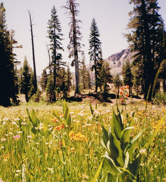 9028-Wildflowers.jpg 130.5K