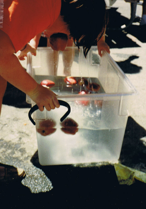 9056-Val-DunkingForApples.jpg 82.1K