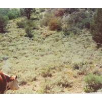 9001-Cow-On89-EbbetsPass.jpg 130.9K