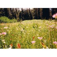 9027-Wildflowers.jpg 209.9K
