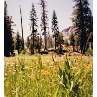 9028-Wildflowers.jpg 130.5K