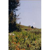 9126-NatureHike-FieldOfFlowers.jpg 159.2K