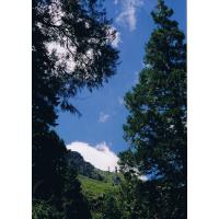 9309-LookingUpAtCathedral.jpg 166.7K