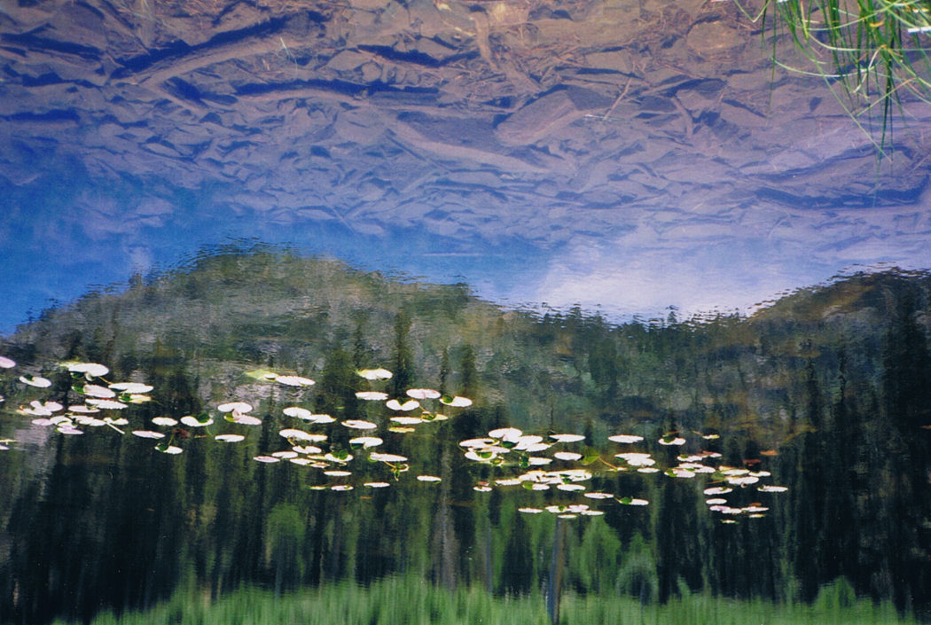 9404-LilysInLilyLake-downsideup.jpg 190.3K