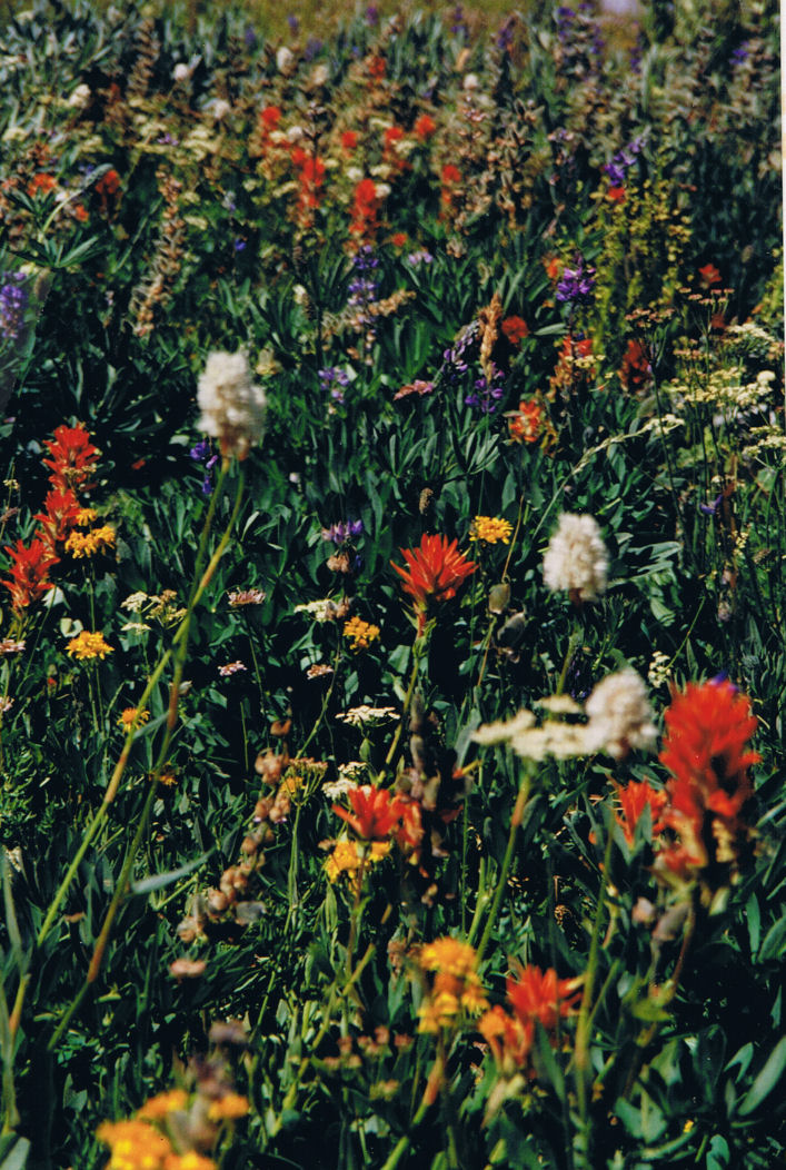 9431-WildflowerHike-FrogLake.jpg 266.1K