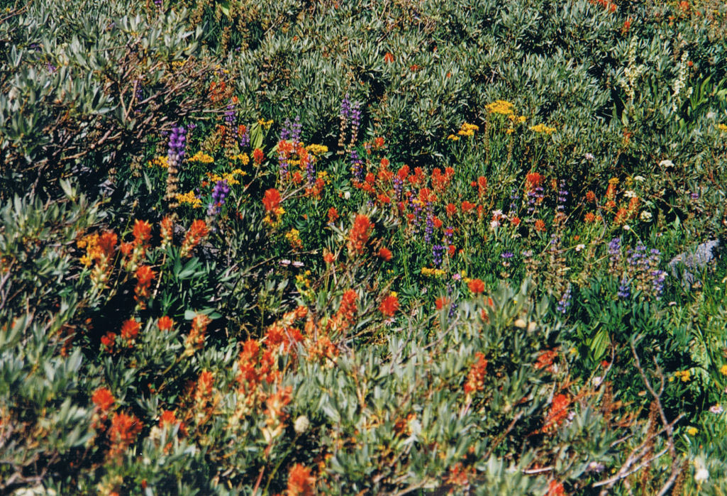 9432-WildflowerHike-FrogLake.jpg 345.3K