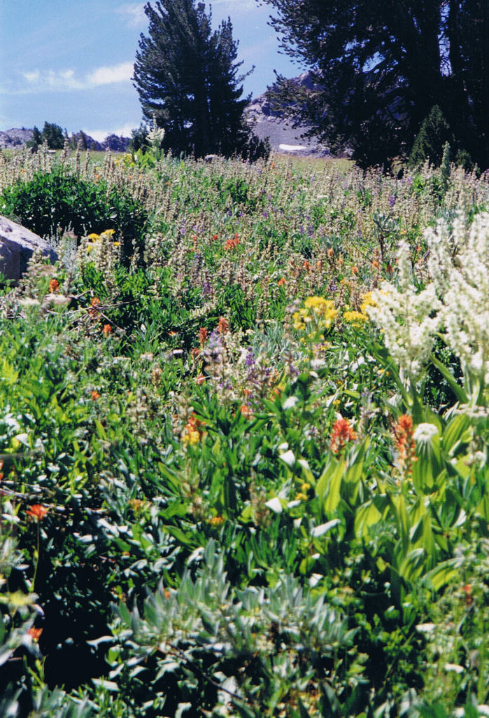 9433-WildflowerHike-FrogLake.jpg 281.0K