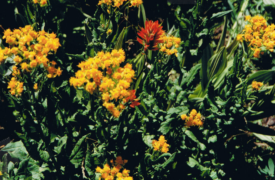 9434-WildflowerHike-FrogLake.jpg 235.6K