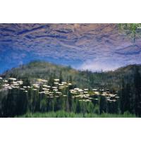 9404-LilysInLilyLake-downsideup.jpg 190.3K