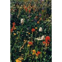 9431-WildflowerHike-FrogLake.jpg 266.1K