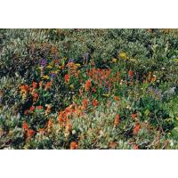 9432-WildflowerHike-FrogLake.jpg 345.3K