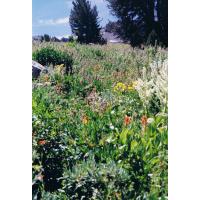 9433-WildflowerHike-FrogLake.jpg 281.0K