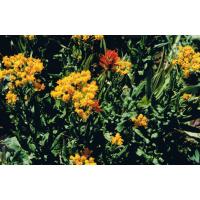 9434-WildflowerHike-FrogLake.jpg 235.6K