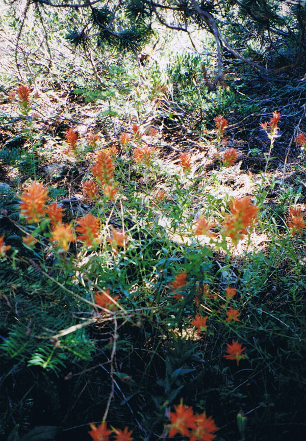 9613-CampWildflowers.jpg 232.5K