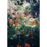 9613-CampWildflowers.jpg 232.5K