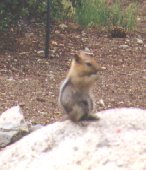 98chipmunk.jpg 8.2K