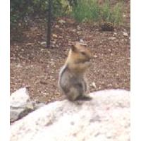 98chipmunk.jpg 8.2K