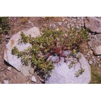 manzanitaRockGarden.jpg 65.3K