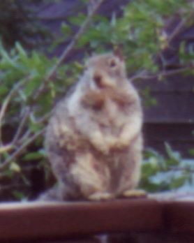 13-gotChips.jpg 12.1K