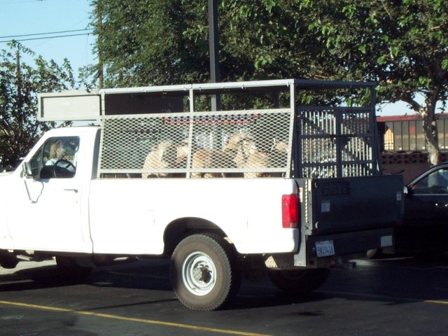 01-MojaveMcD-Sheep.jpg 79.4K