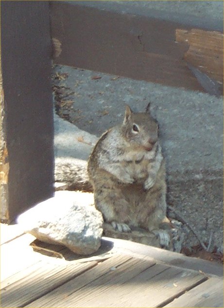 03-UpsetRodent.jpg 56.6K