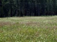 Photo by LSmith 2002, 03-MeadowFlowersHikeAroundLake02.jpg 7.7K