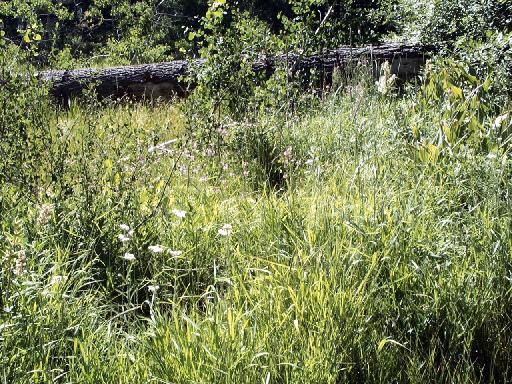 0956-HikeAroundLake-MeadowNearLuckyBaldwins.jpg 90.3K