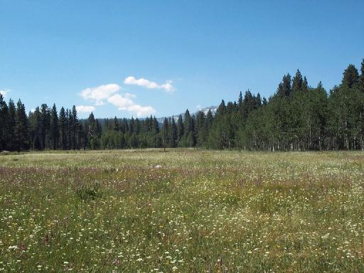 0961-HikeAroundLake-Meadow.jpg 41.5K