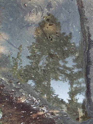 0974-TreeReflectedInPollenOnPuddle.jpg 50.0K