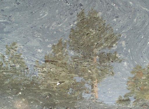 0975-TreeReflectedInPollenOnPuddle.jpg 43.1K