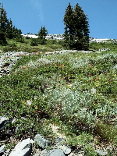 0986-Flowers-CathedralBowl.jpg 73.5K