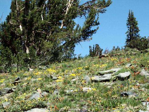 0987-TallacHike-Flowers-9000ft.jpg 69.7K